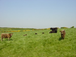 Can This Banjo Player Impress The Cows?