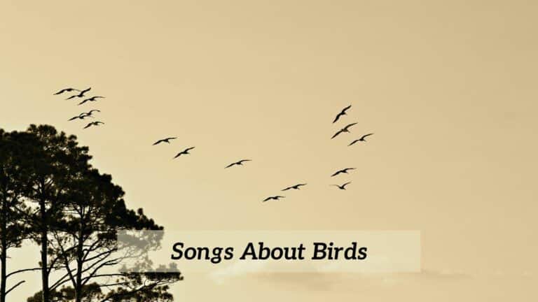 9-pieces-of-songs-about-birds-cmuse