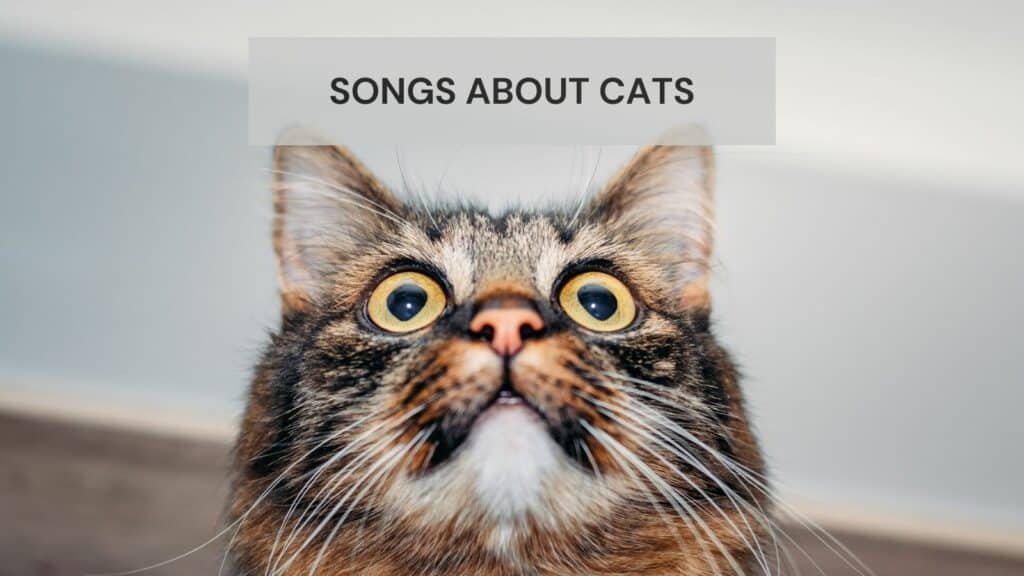 10 Pieces Of Songs About Cats - CMUSE